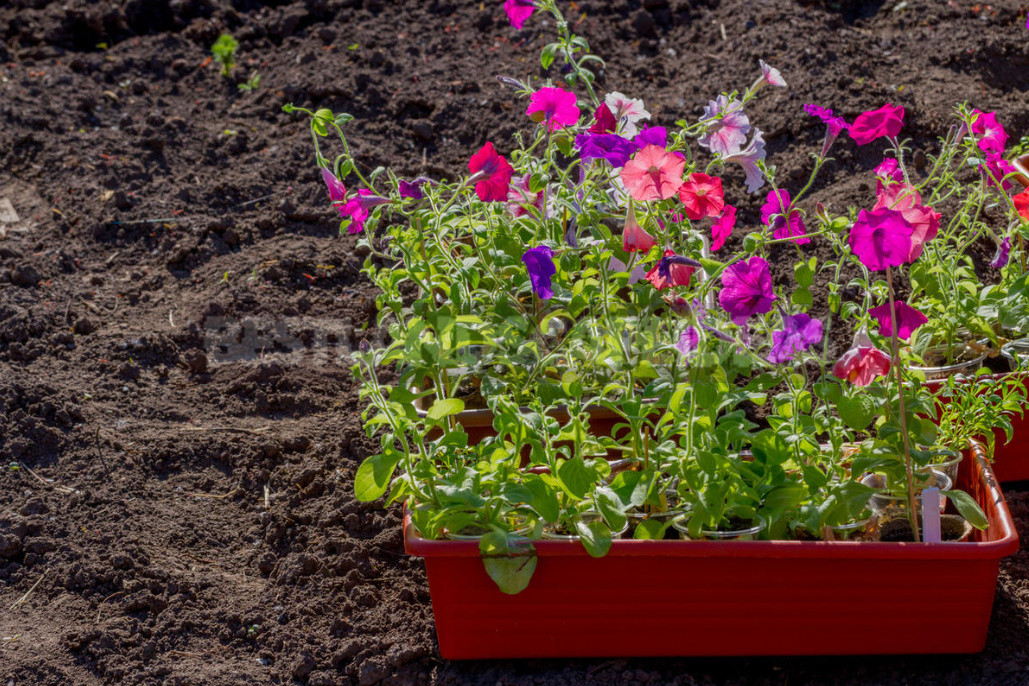 Eleven Questions About Petunias, the answers to Which Every Florist Wants to Know
