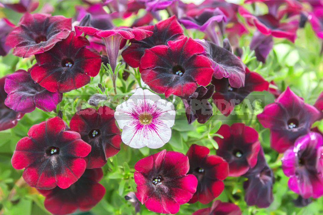 Eleven Questions About Petunias, the answers to Which Every Florist Wants to Know