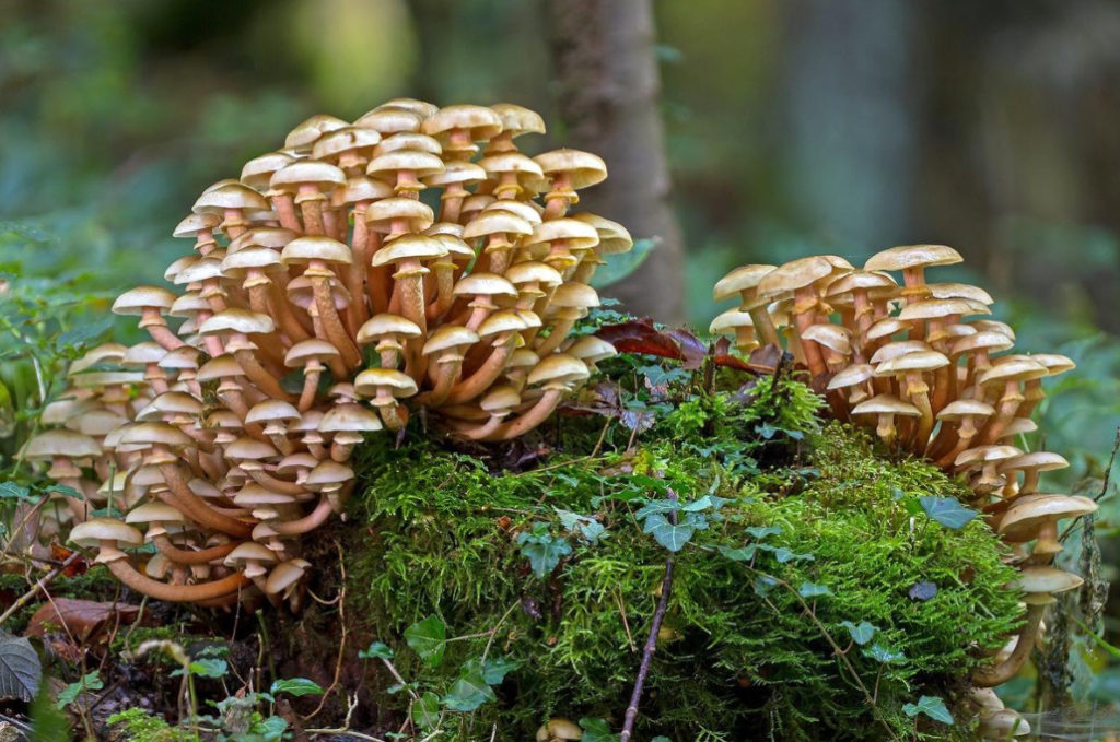 Seven Dangerous Health Myths About Mushrooms