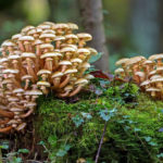 Seven Dangerous Health Myths About Mushrooms