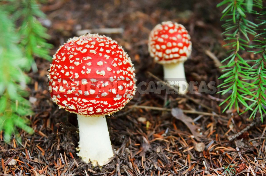 Seven Dangerous Health Myths About Mushrooms