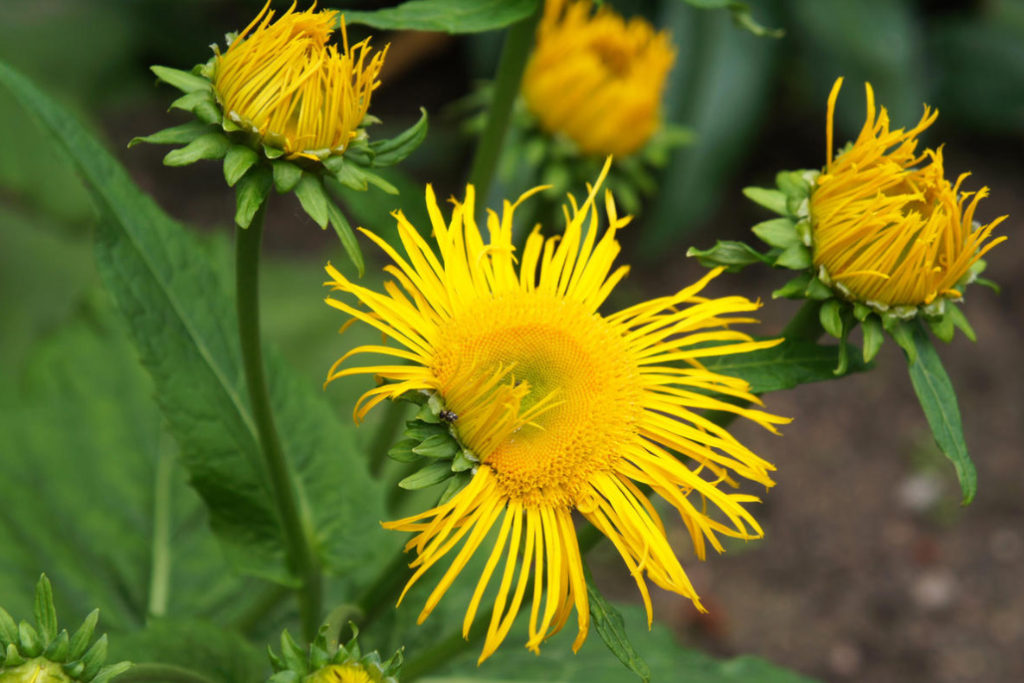 Herbs for Home Wines: Raw Materials, Cooking Secrets