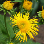 Herbs for Home Wines: Raw Materials, Cooking Secrets