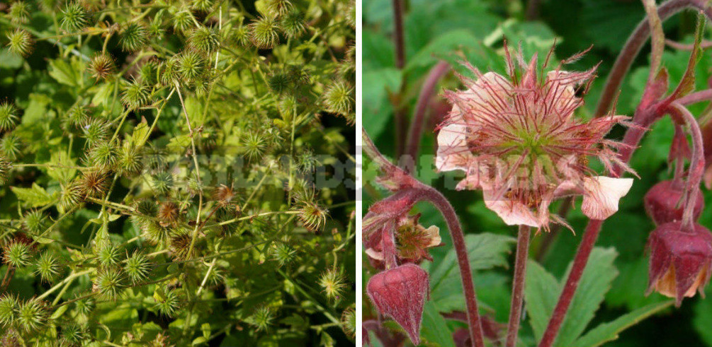 Herbs for Home Wines: Raw Materials, Cooking Secrets