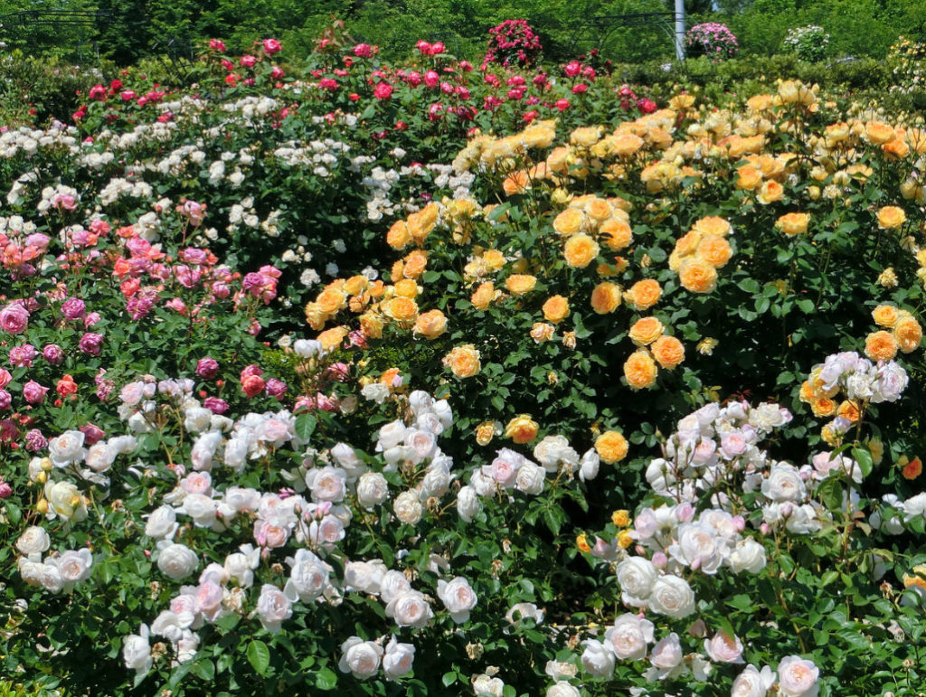 Caring For Roses: Changing Approaches to Agricultural Technology
