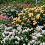 Caring For Roses: Changing Approaches to Agricultural Technology