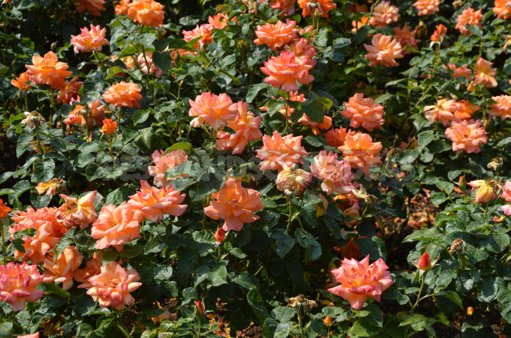 Caring For Roses: Changing Approaches to Agricultural Technology