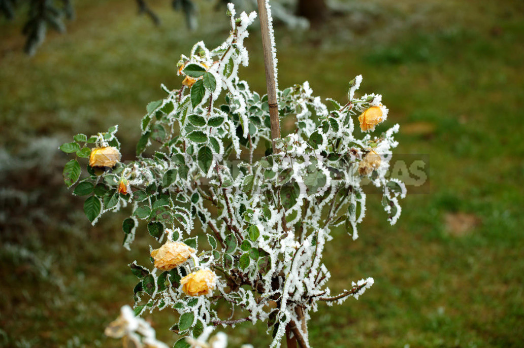 Caring For Roses: Changing Approaches to Agricultural Technology