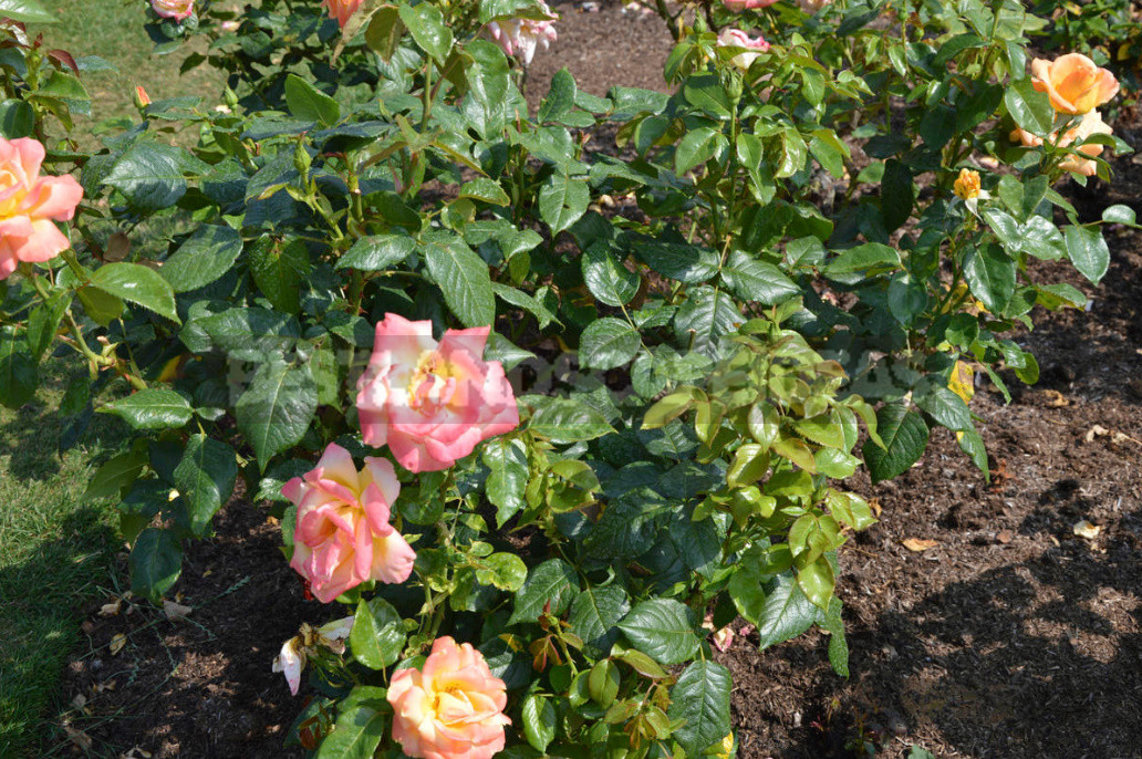 Caring For Roses: Changing Approaches to Agricultural Technology