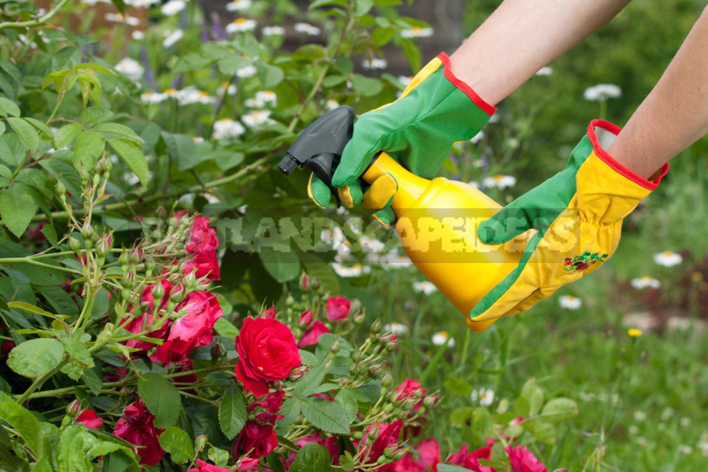 Caring For Roses: Changing Approaches to Agricultural Technology