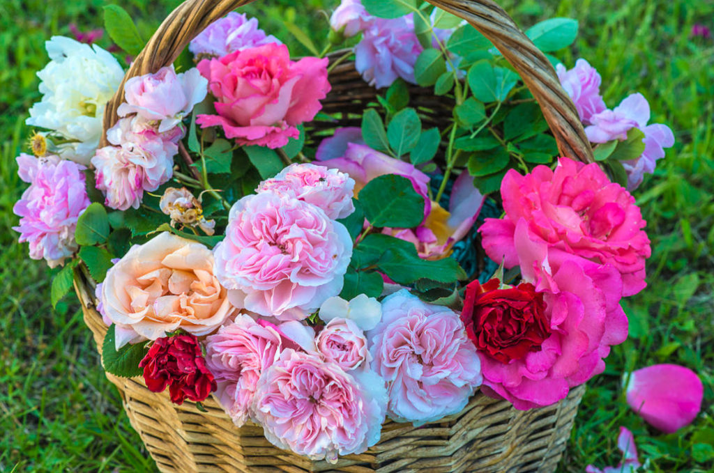 Caring for Roses in September: Start Preparing for Winter