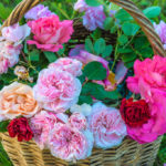 Caring for Roses in September: Start Preparing for Winter