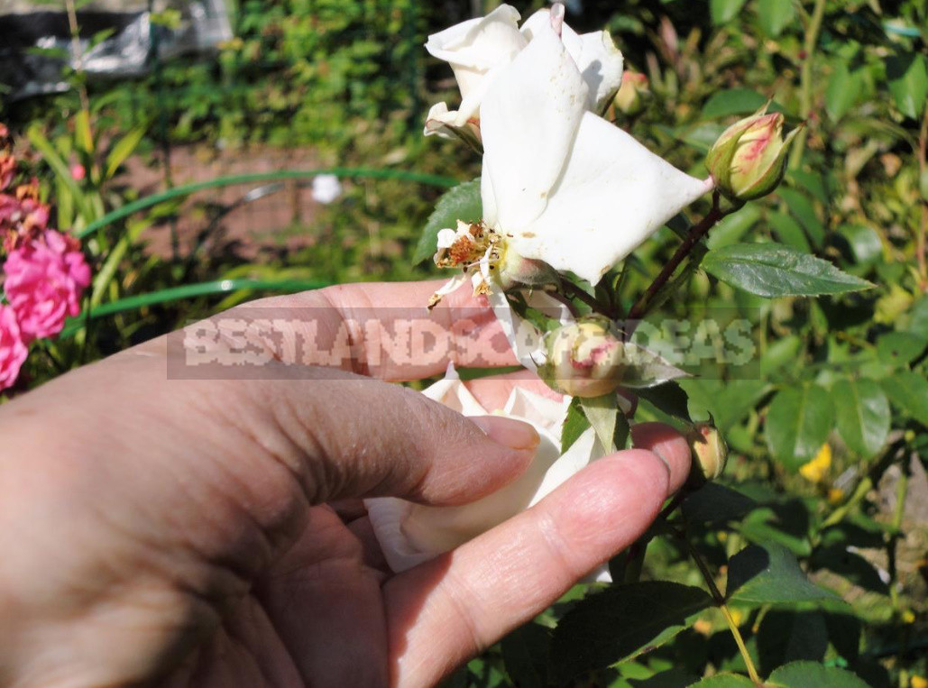 Caring for Roses in September: Start Preparing for Winter