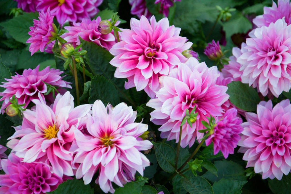 Dahlias: When to Dig And How to Store