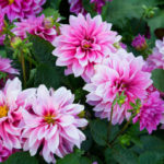 Dahlias: When to Dig And How to Store