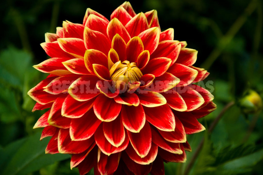 Dahlias: When to Dig And How to Store
