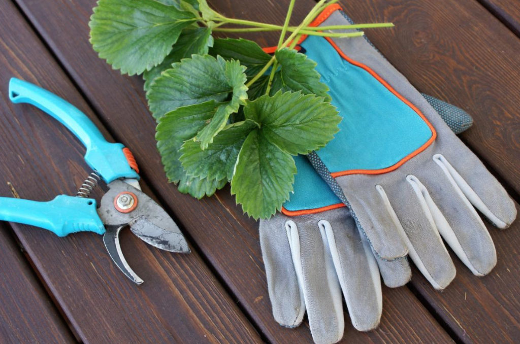 Do I Need to Trim Strawberries in Autumn