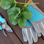 Do I Need to Trim Strawberries in Autumn