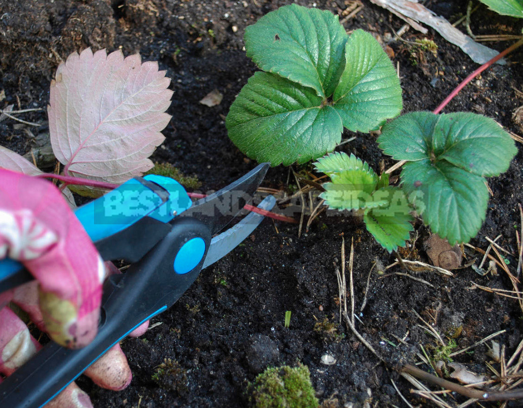 Do I Need to Trim Strawberries in Autumn