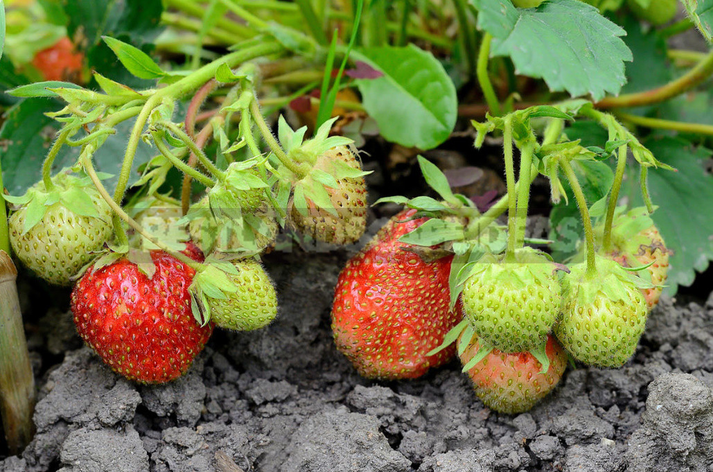 Do I Need to Trim Strawberries in Autumn