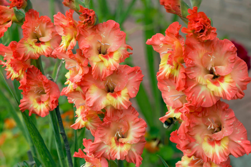 Gladioli After Flowering: When to Dig And How to Care