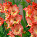 Gladioli After Flowering: When to Dig And How to Care