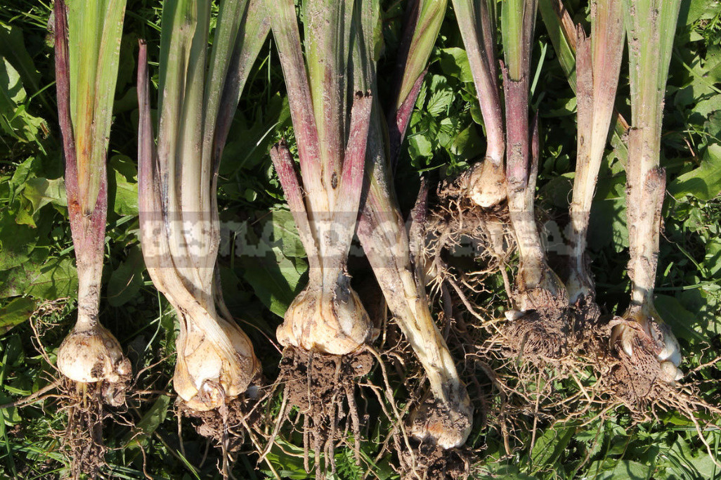 Gladioli After Flowering: When to Dig And How to Care