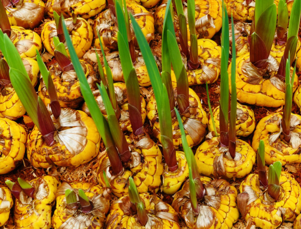 Gladioli After Flowering: When to Dig And How to Care