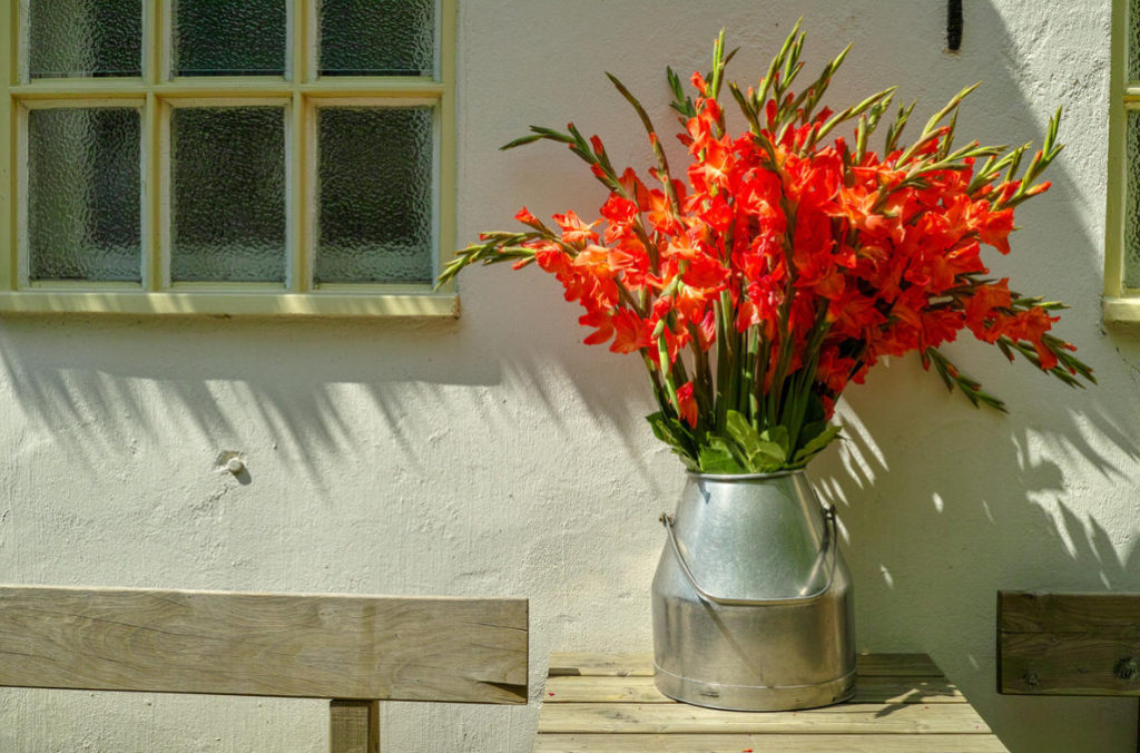 Gladioli After Flowering: When To Dig And How To Care - Best Landscape ...