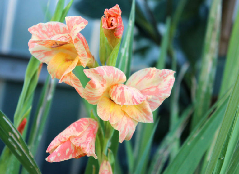 Gladioli After Flowering When to Dig And How to Care Best Landscape Ideas