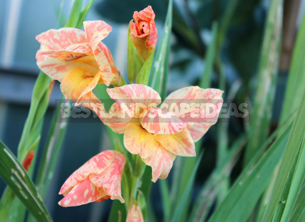 Gladioli After Flowering: When to Dig And How to Care