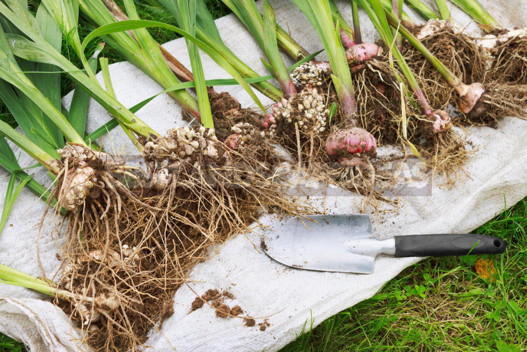 Gladioli After Flowering: When to Dig And How to Care