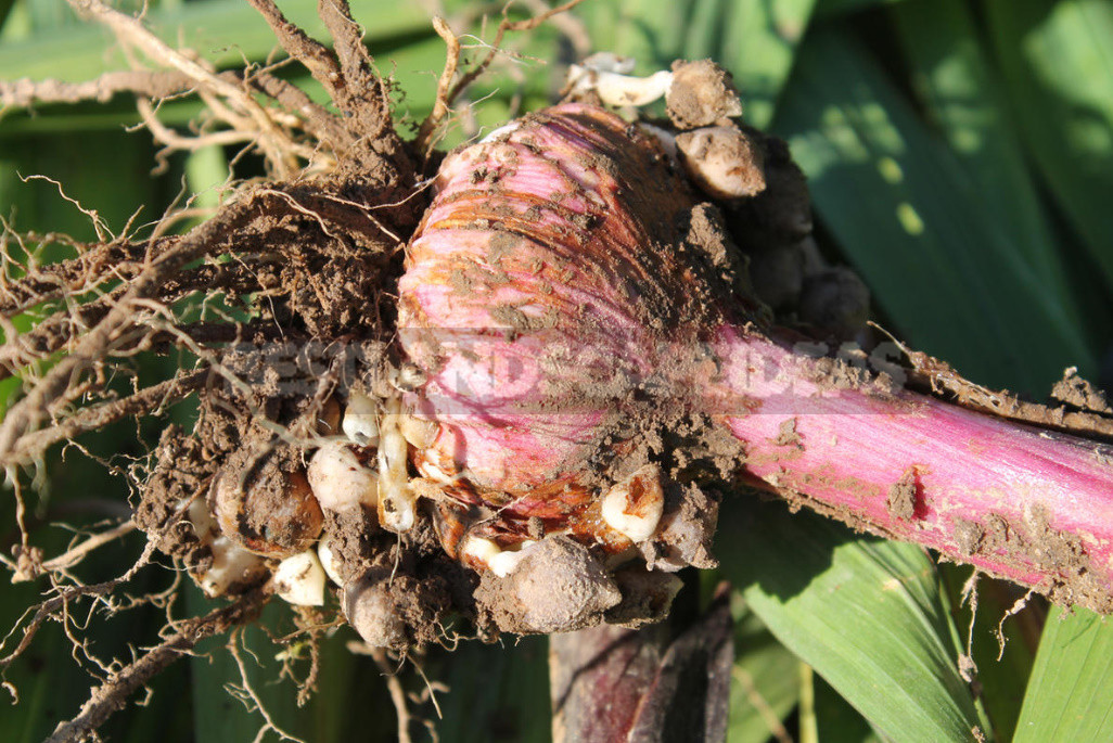 Gladioli After Flowering: When to Dig And How to Care