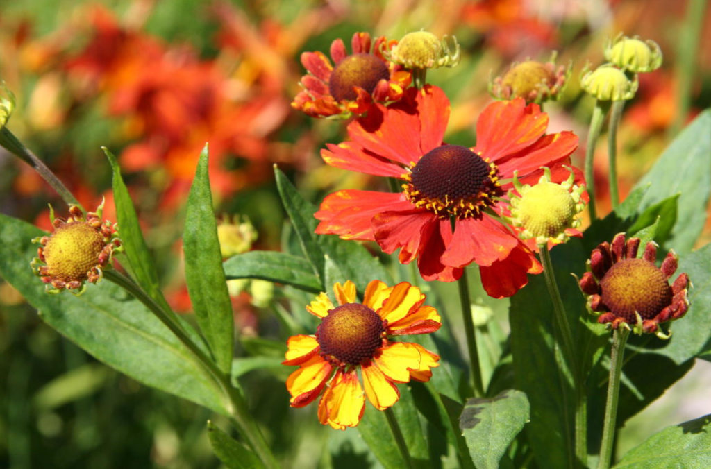 Helenium: Species And Varieties, Photos, Use in Garden Design (Part 2)