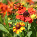 Helium: Species And Varieties, Photos, Use in Garden Design (Part 1)