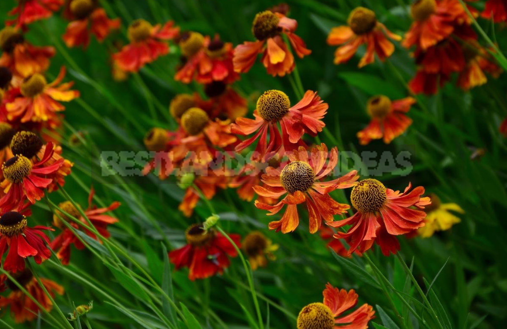 Helenium: Species And Varieties, Photos, Use in Garden Design (Part 2)