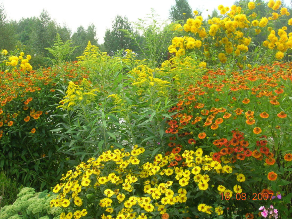 Helenium: Species And Varieties, Photos, Use in Garden Design (Part 2)