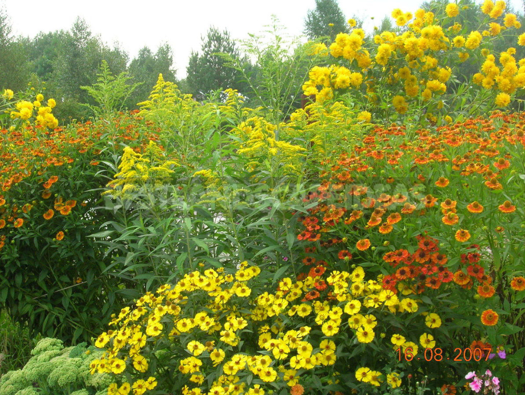 Helenium: Species And Varieties, Photos, Use in Garden Design (Part 2)