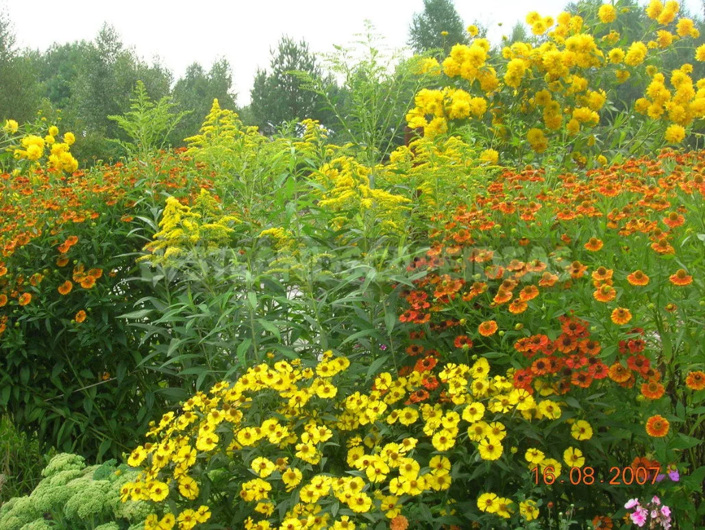 Helenium: Species And Varieties, Photos, Use in Garden Design (Part 2)