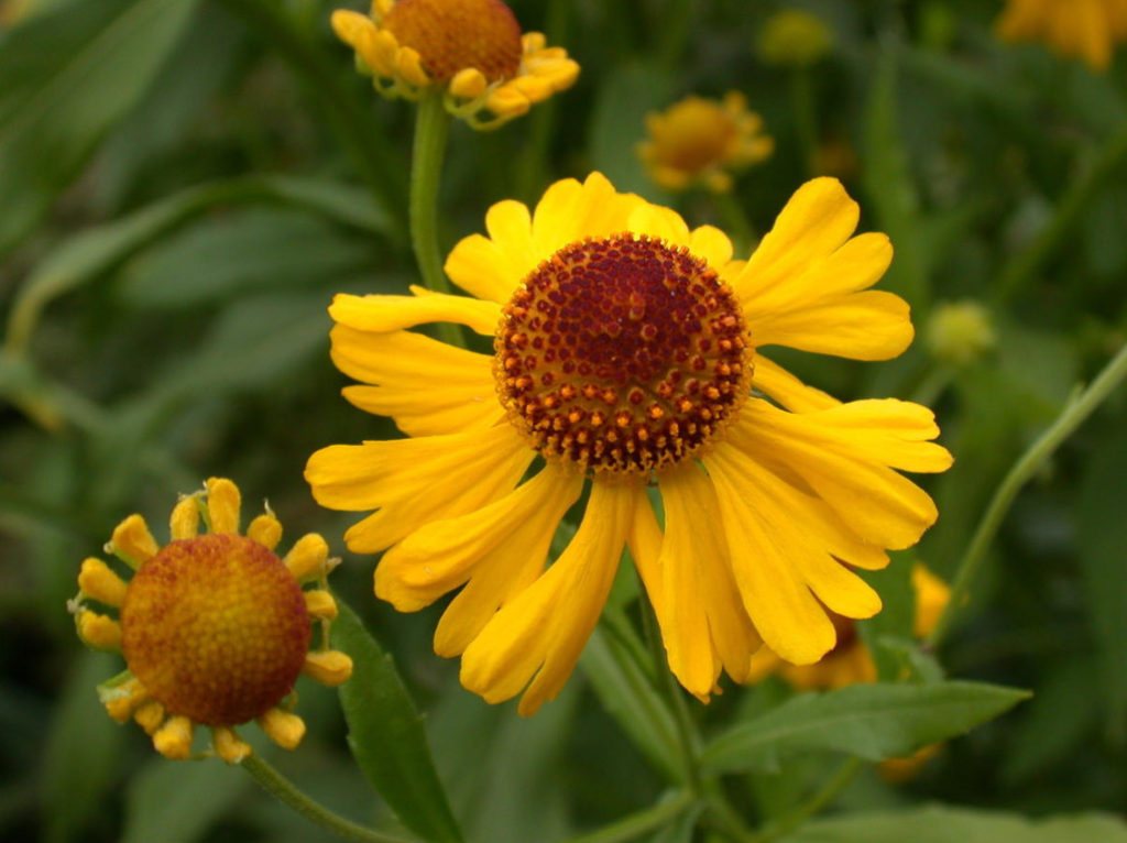 Helenium: Species And Varieties, Photos, Use in Garden Design (Part 2)