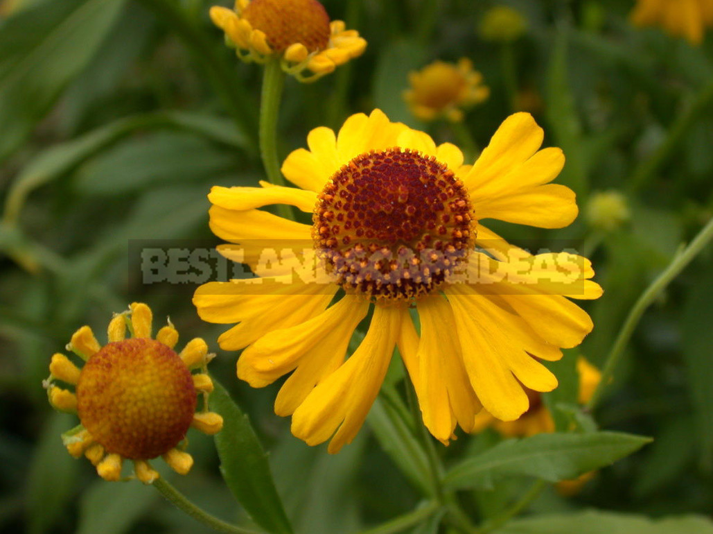 Helenium: Species And Varieties, Photos, Use in Garden Design (Part 2)