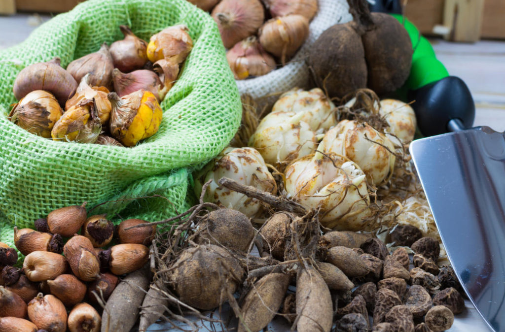 Terms of Planting Bulbous And Tuberous Flowers