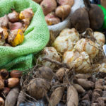 Terms of Planting Bulbous And Tuberous Flowers