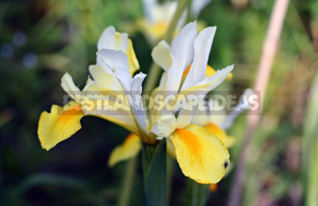 Terms of Planting Bulbous And Tuberous Flowers