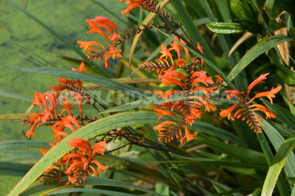 Terms of Planting Bulbous And Tuberous Flowers