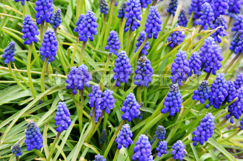 Terms of Planting Bulbous And Tuberous Flowers