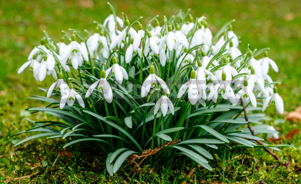 Terms of Planting Bulbous And Tuberous Flowers