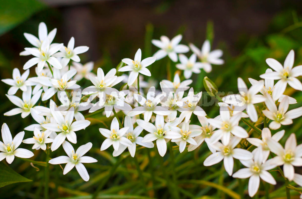 Terms of Planting Bulbous And Tuberous Flowers