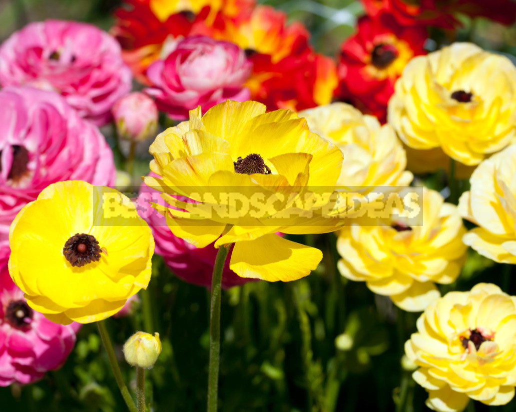 Terms of Planting Bulbous And Tuberous Flowers