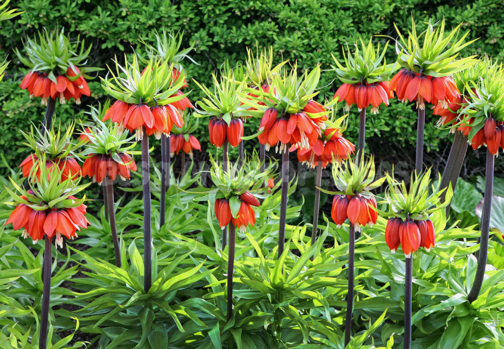 Terms of Planting Bulbous And Tuberous Flowers